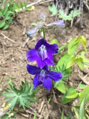 Delphinium menziesii