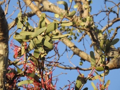 Plicosepalus