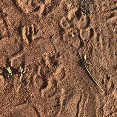 Hyaena hyaena