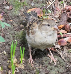 Passer domesticus domesticus