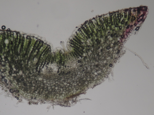 Image of Riccia campbelliana by no rights reserved