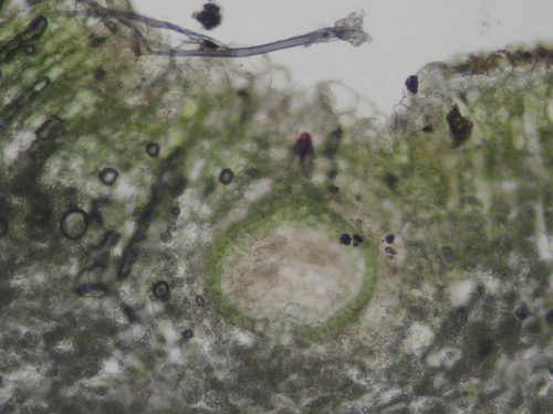 Image of Riccia campbelliana by no rights reserved