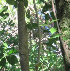 Acanthisitta chloris