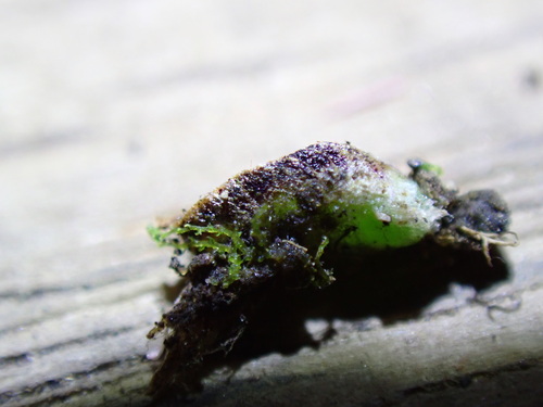 Image of Riccia campbelliana by no rights reserved