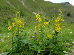 Verbascum pyramidatum