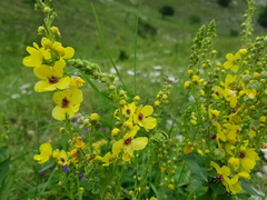 Verbascum pyramidatum