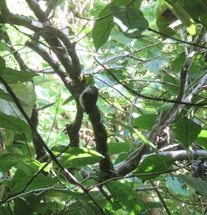 Acanthisitta chloris