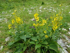 Verbascum pyramidatum