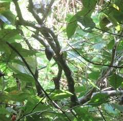 Acanthisitta chloris