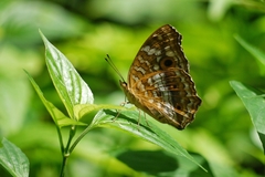 Junonia lemonias aenaria