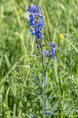 Delphinium retropilosum