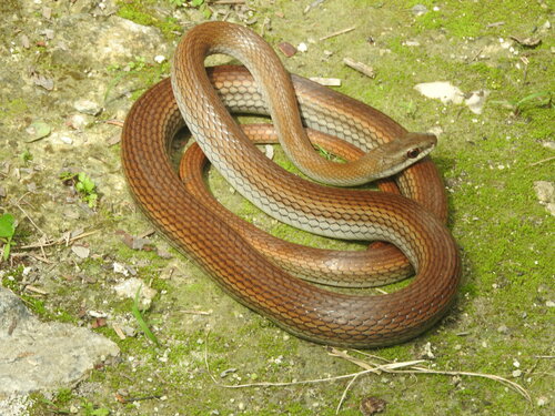 Salmon-bellied Racer