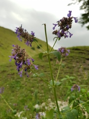 Nepeta grandiflora