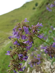 Nepeta grandiflora