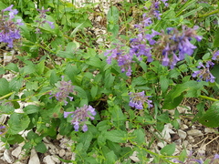Nepeta grandiflora