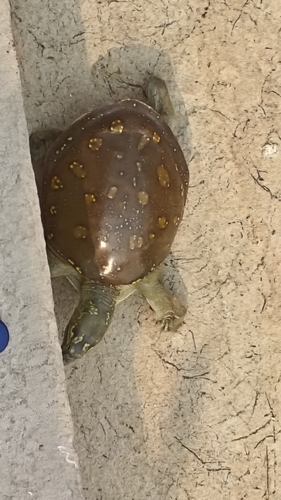 Indian Flapshell Turtle