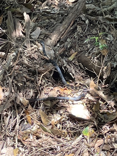 Stephens' Banded Snake sighting