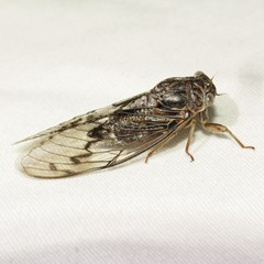 Diceroprocta swalei
