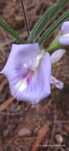 Image of Mauve Bell (Clitoria guianensis) by (c) Celso Henrique Varela Rios, some rights reserved (CC BY)