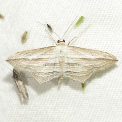 Arcobara multilineata