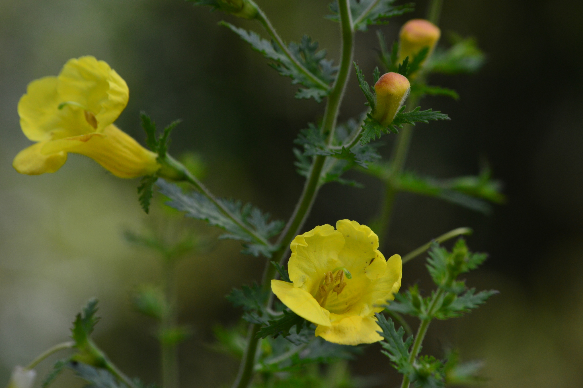 Aureolaria pedicularia
