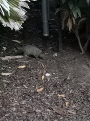 Trichosurus vulpecula arnhemensis