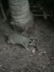 Trichosurus vulpecula arnhemensis