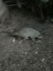 Trichosurus vulpecula arnhemensis