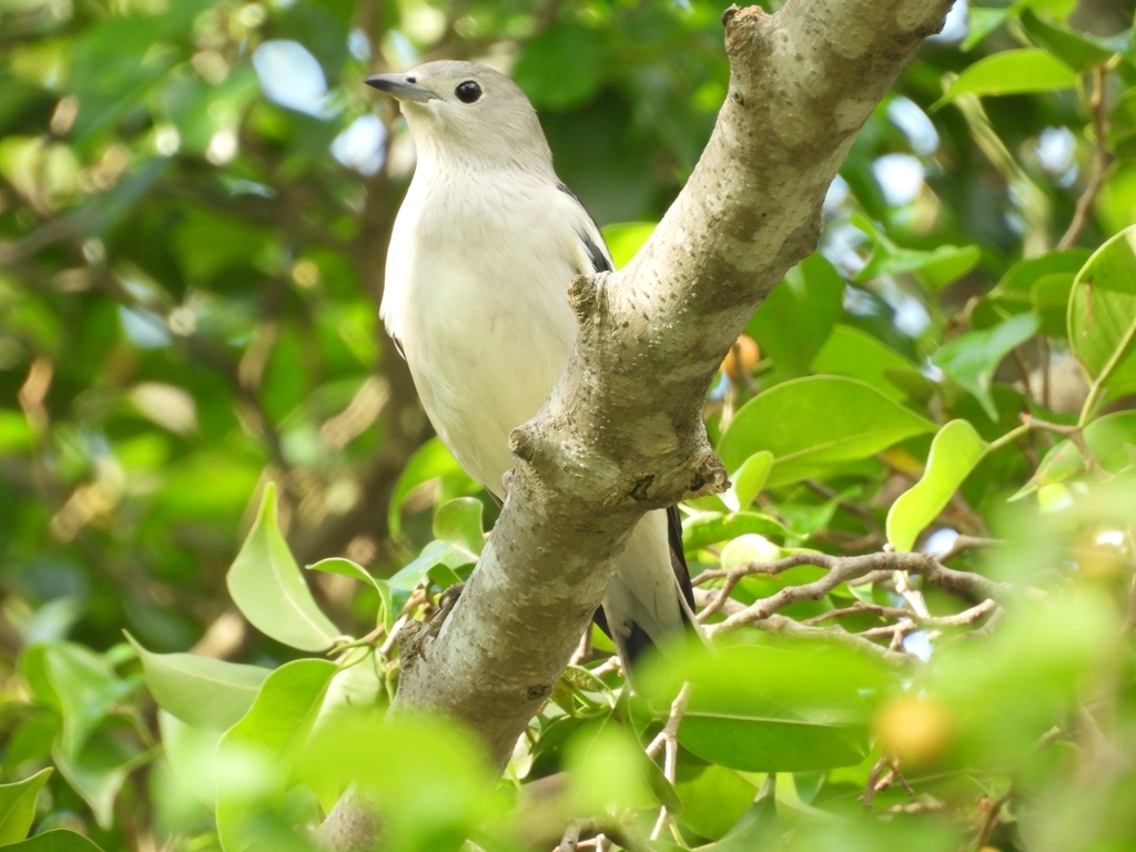 Daurian Starling