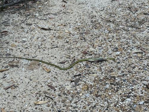Common Tree Snake sighting