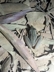 Litoria nasuta