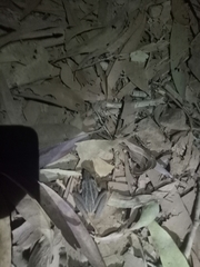 Litoria nasuta