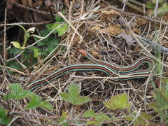 Thamnophis sirtalis tetrataenia