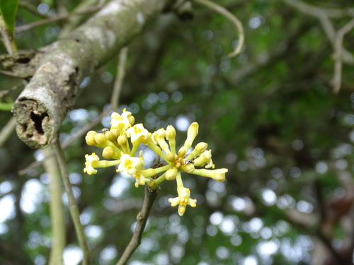 Image of Daphnopsis americana by (c) Alexis López Hernández, some rights reserved (CC BY)
