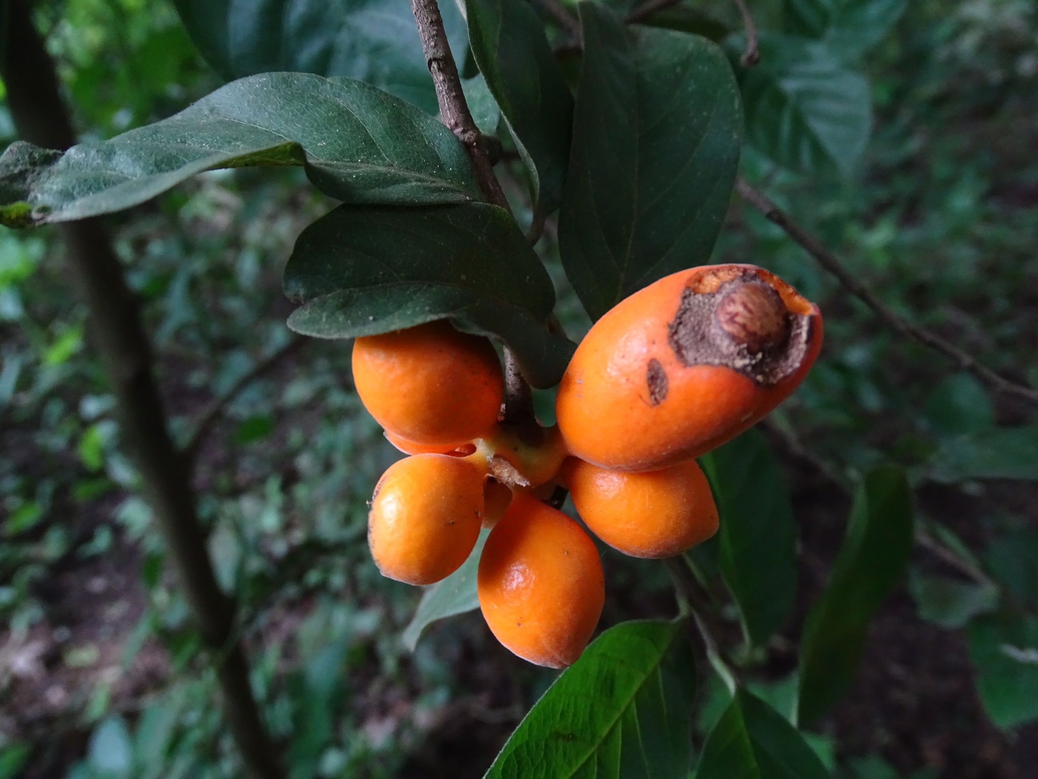 Sapranthus microcarpus