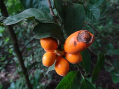 Sapranthus microcarpus