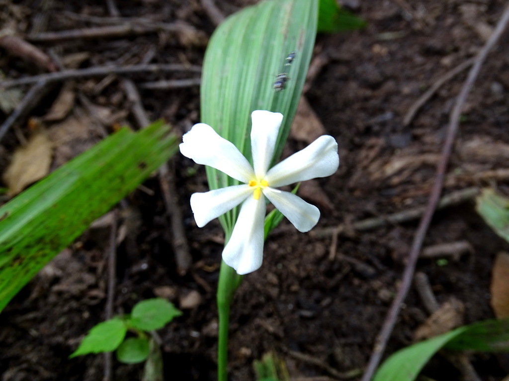 Eleutherine latifolia; photograph (c) Alexis López Hernández, some rights reserved (CC BY)