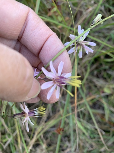 Image of Nabalus autumnalis by (c) agjackson1, some rights reserved (CC BY)