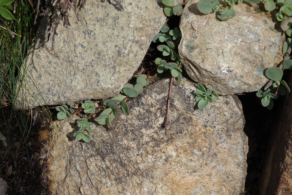 Sedum altaicum Don 3