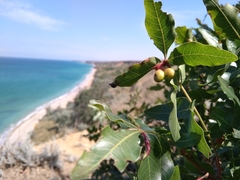 Pistacia atlantica mutica