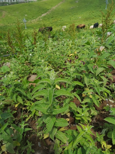 Mäta dlholistá (Mentha longifolia)