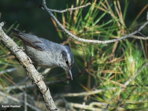 Corsican Nuthatch, photo 3 of 10