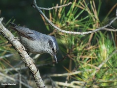 Corsican Nuthatch photo 3