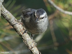 Corsican Nuthatch photo 4