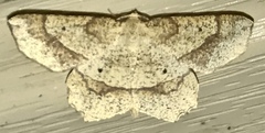 Euchlaena deplanaria