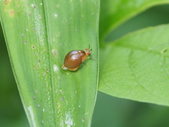 Celyphus difficilis