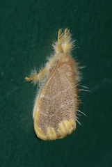 Orvasca