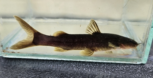 Ihering's dwarf catfish (Cetopsorhamdia iheringi) — Heptapteridae — 2