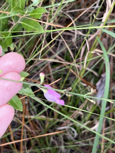 Image of Agalinis aphylla by (c) harrier, some rights reserved (CC BY)