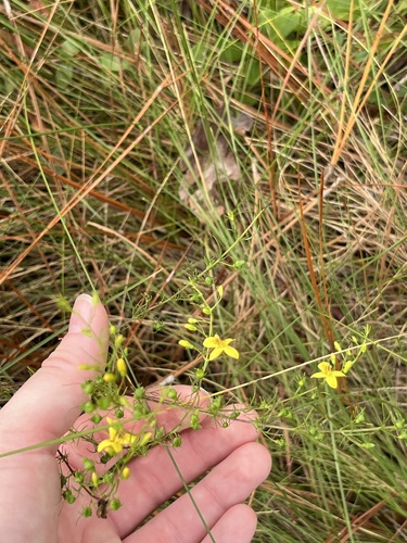 Image of Seymeria cassioides by (c) harrier, some rights reserved (CC BY)